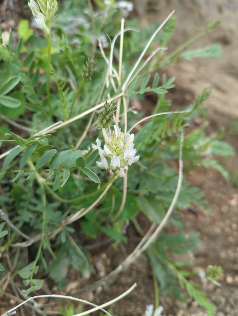 Astragalus laxmannii subsp. robustior photo 3