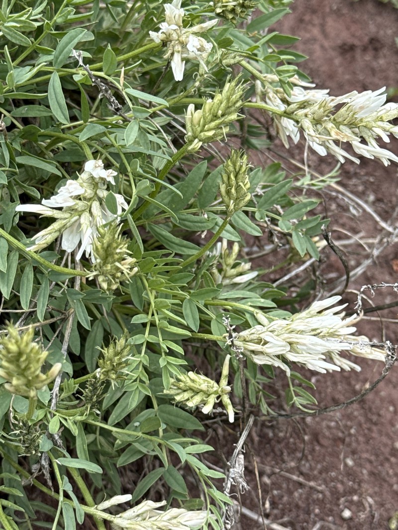 Astragalus laxmannii subsp. robustior photo 4