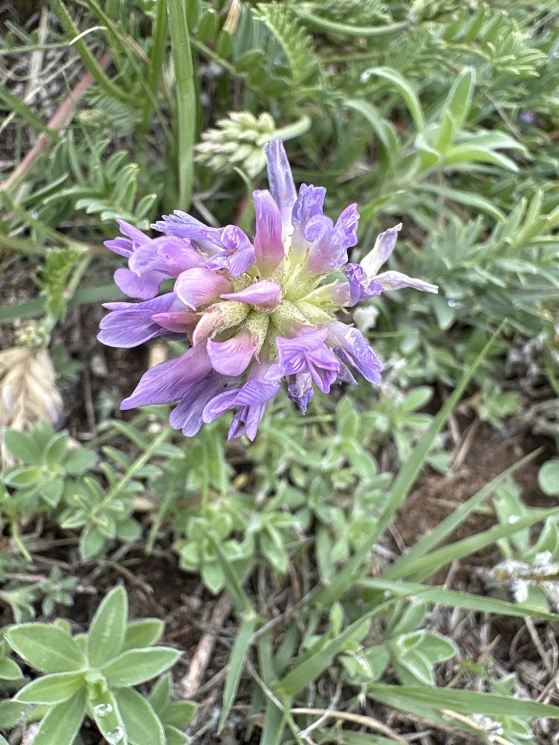 Astragalus laxmannii subsp. robustior photo 5