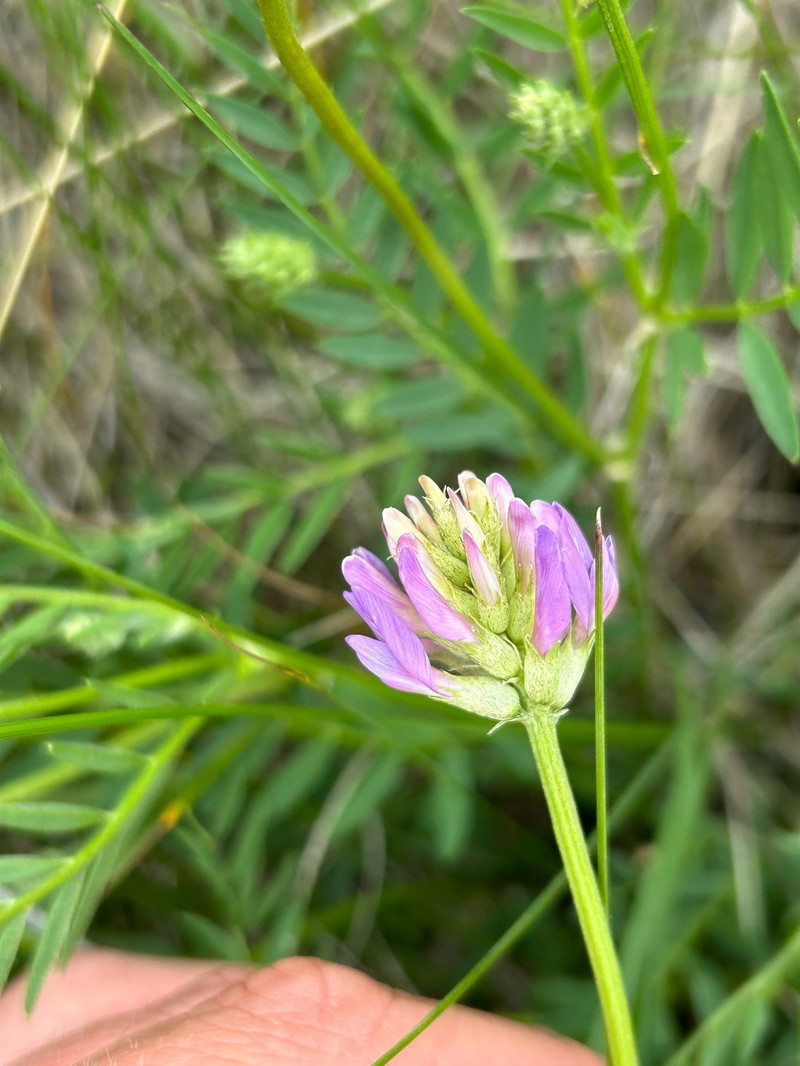 Astragalus laxmannii subsp. robustior photo 6