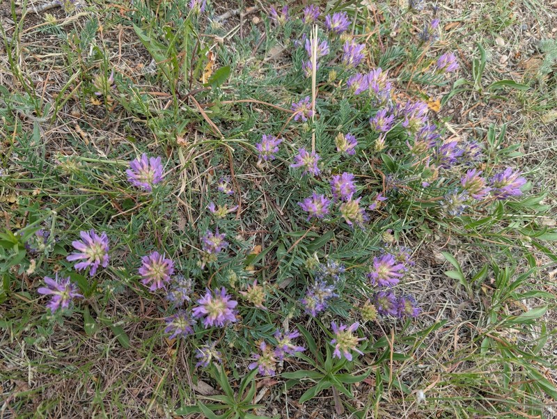 Astragalus laxmannii subsp. robustior photo 7