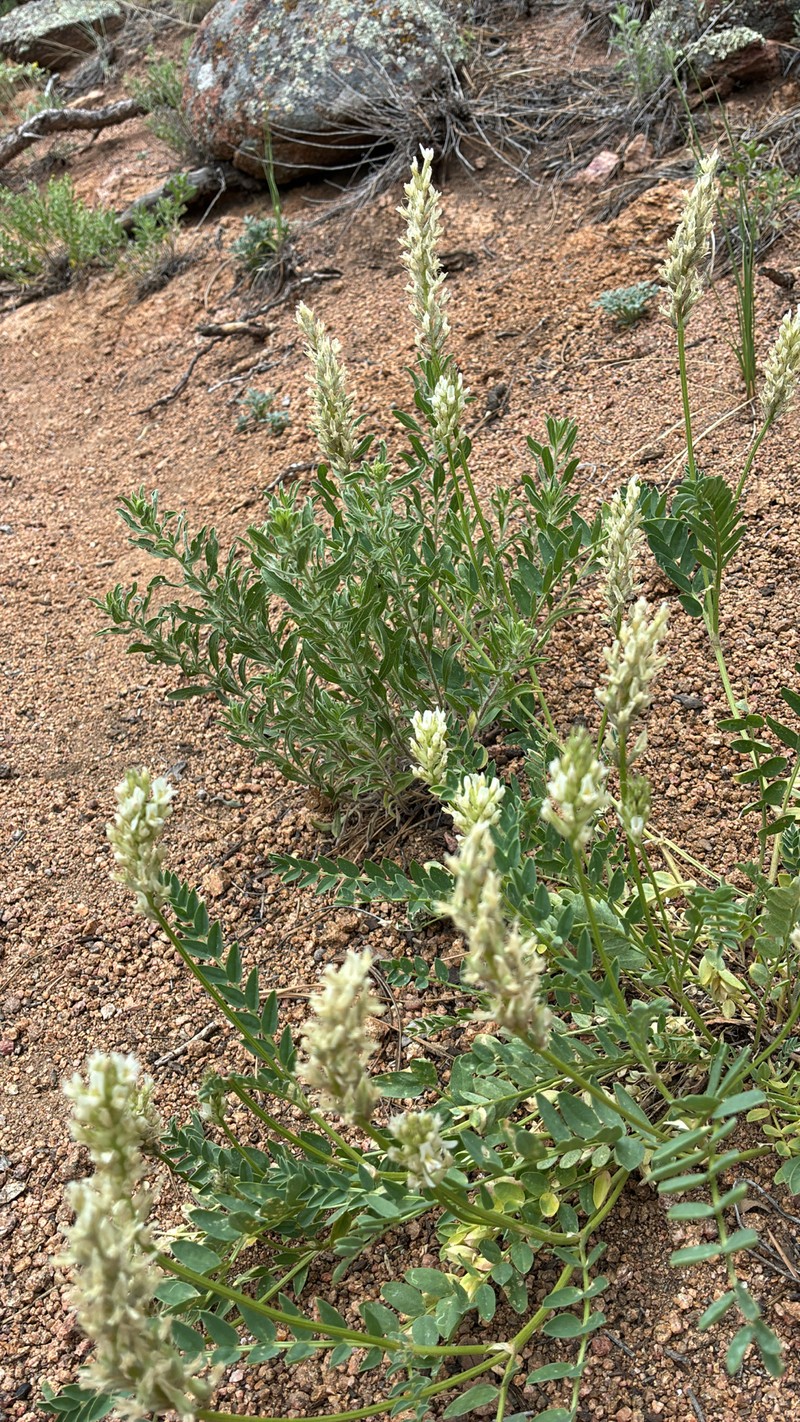 Astragalus laxmannii subsp. robustior photo 8