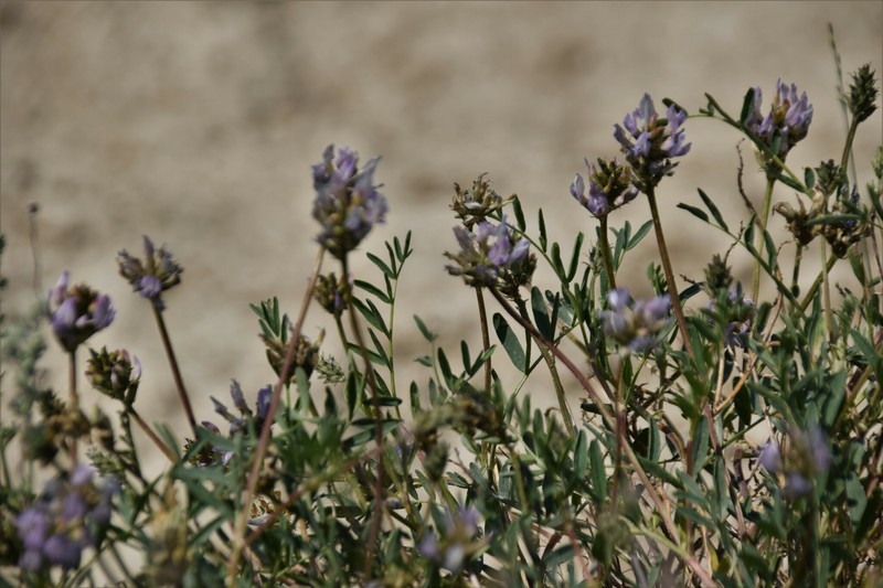Astragalus laxmannii subsp. viciifolius