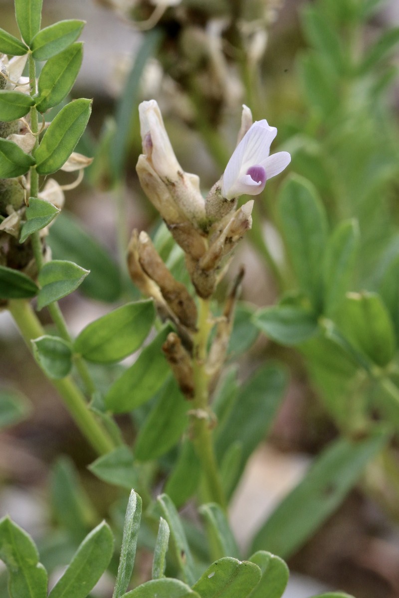 Astragalus laxmannii subsp. viciifolius photo 2