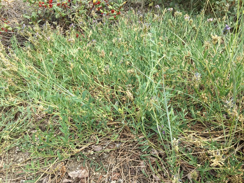 Astragalus laxmannii subsp. viciifolius photo 3