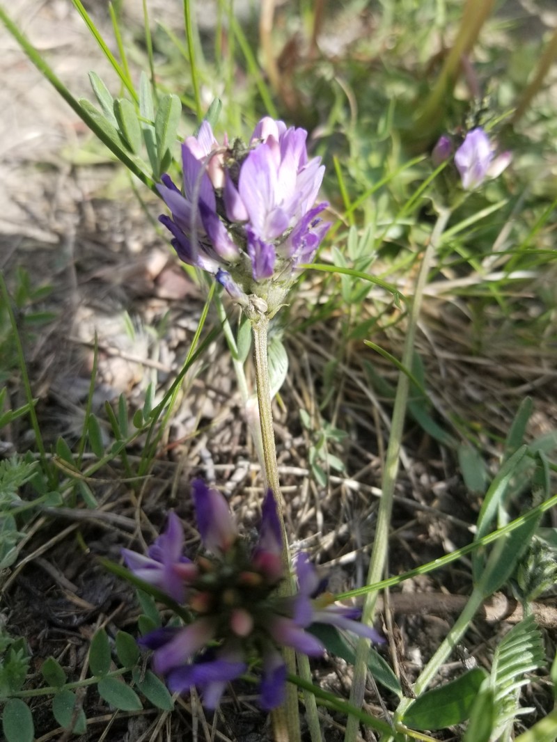 Astragalus laxmannii subsp. viciifolius photo 4
