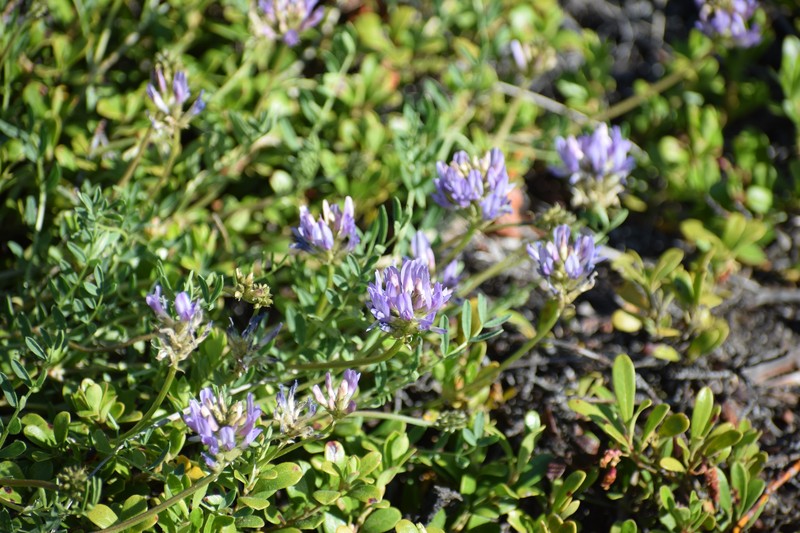 Astragalus laxmannii subsp. viciifolius photo 5