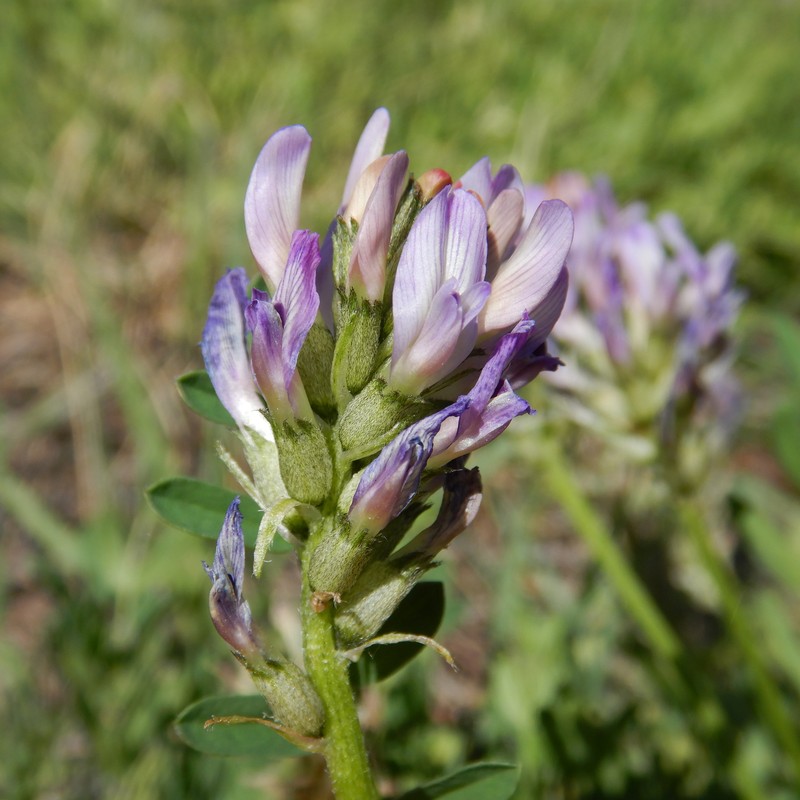 Astragalus laxmannii subsp. viciifolius photo 6