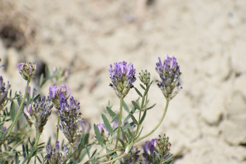 Astragalus laxmannii subsp. viciifolius photo 7