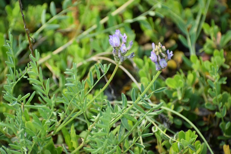 Astragalus laxmannii subsp. viciifolius photo 8