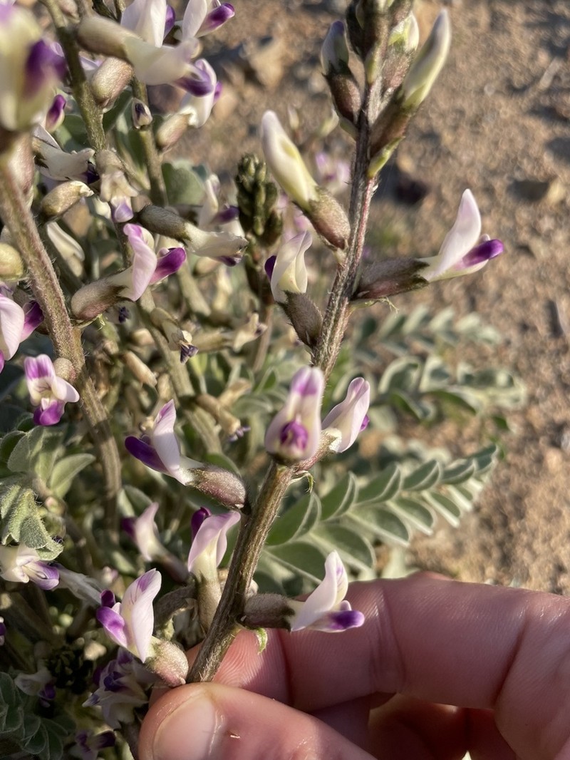 Widow's Milkvetch photo 3