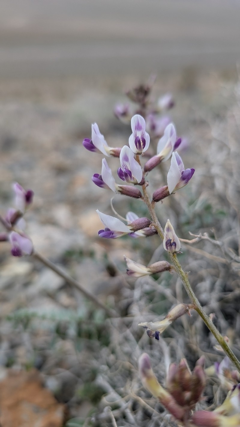 Widow's Milkvetch photo 4