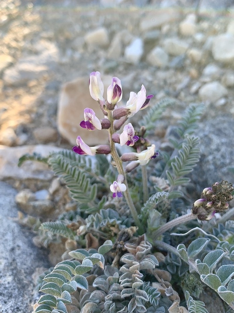 Widow's Milkvetch photo 6