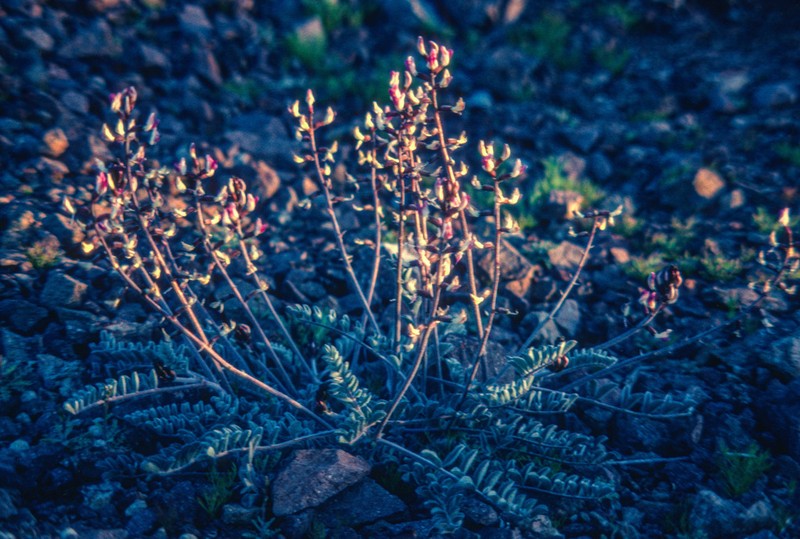 Widow's Milkvetch photo 7