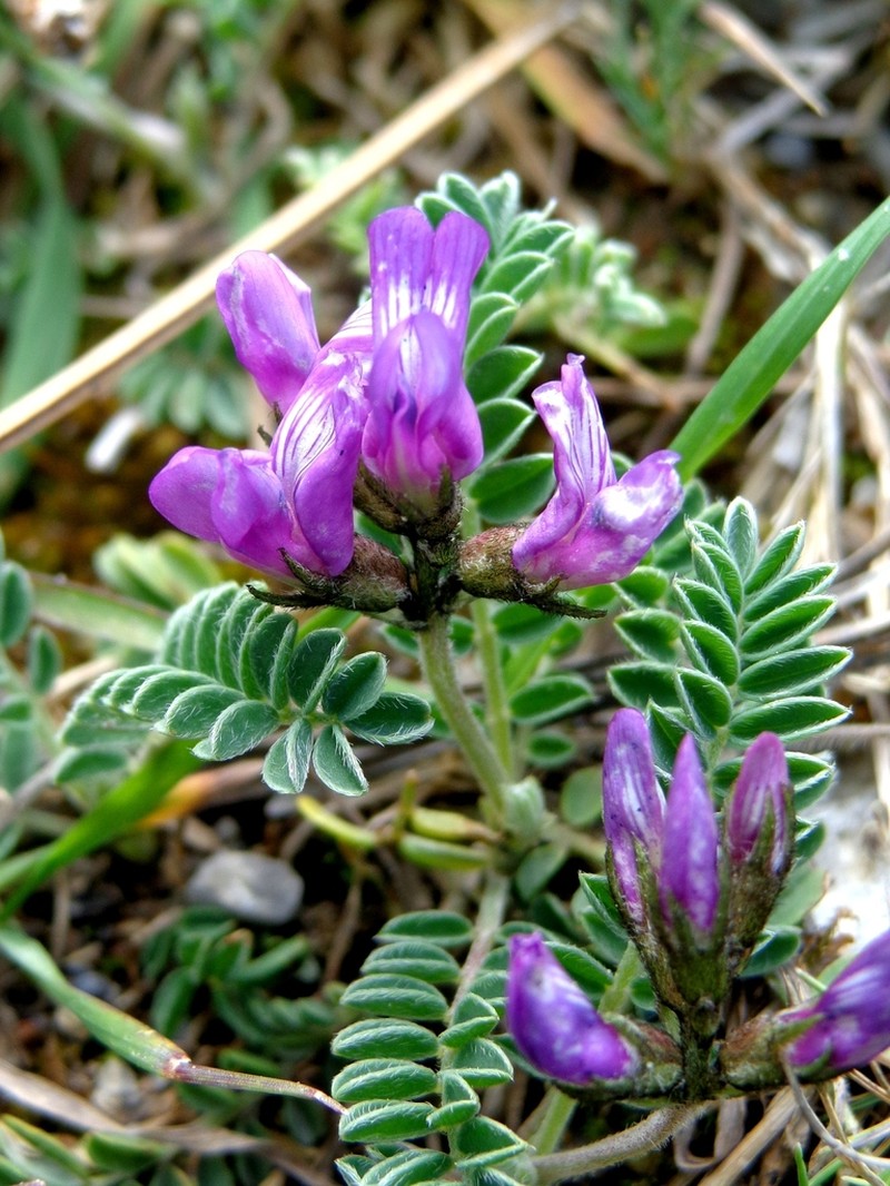 Astragalus legionensis photo 2