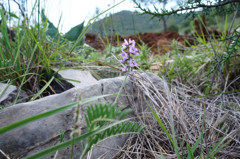 Astragalus legionensis photo 3