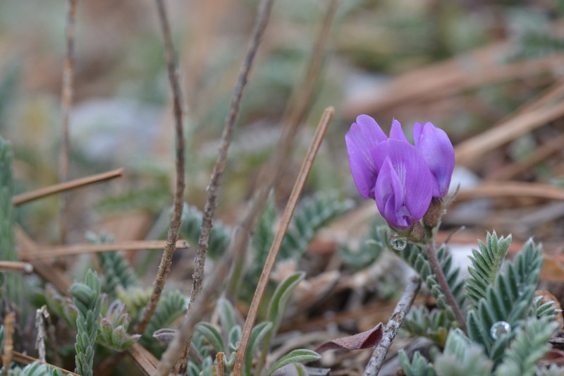 Astragalus legionensis photo 5