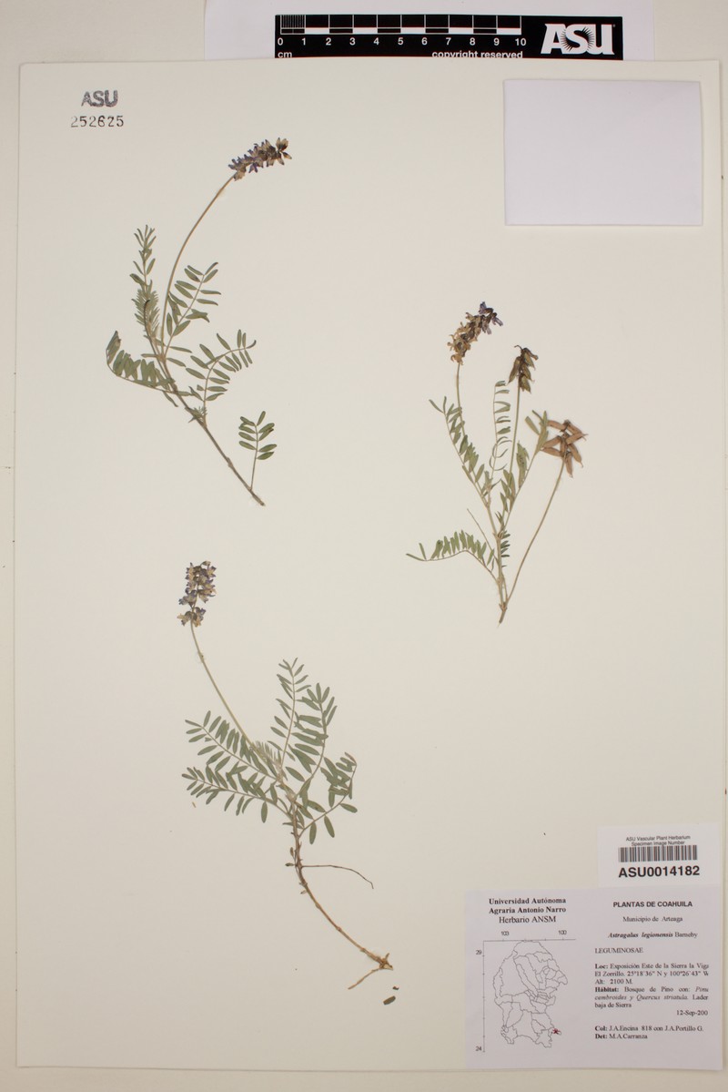 Astragalus legionensis photo 6