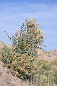 Astragalus lehmannianus