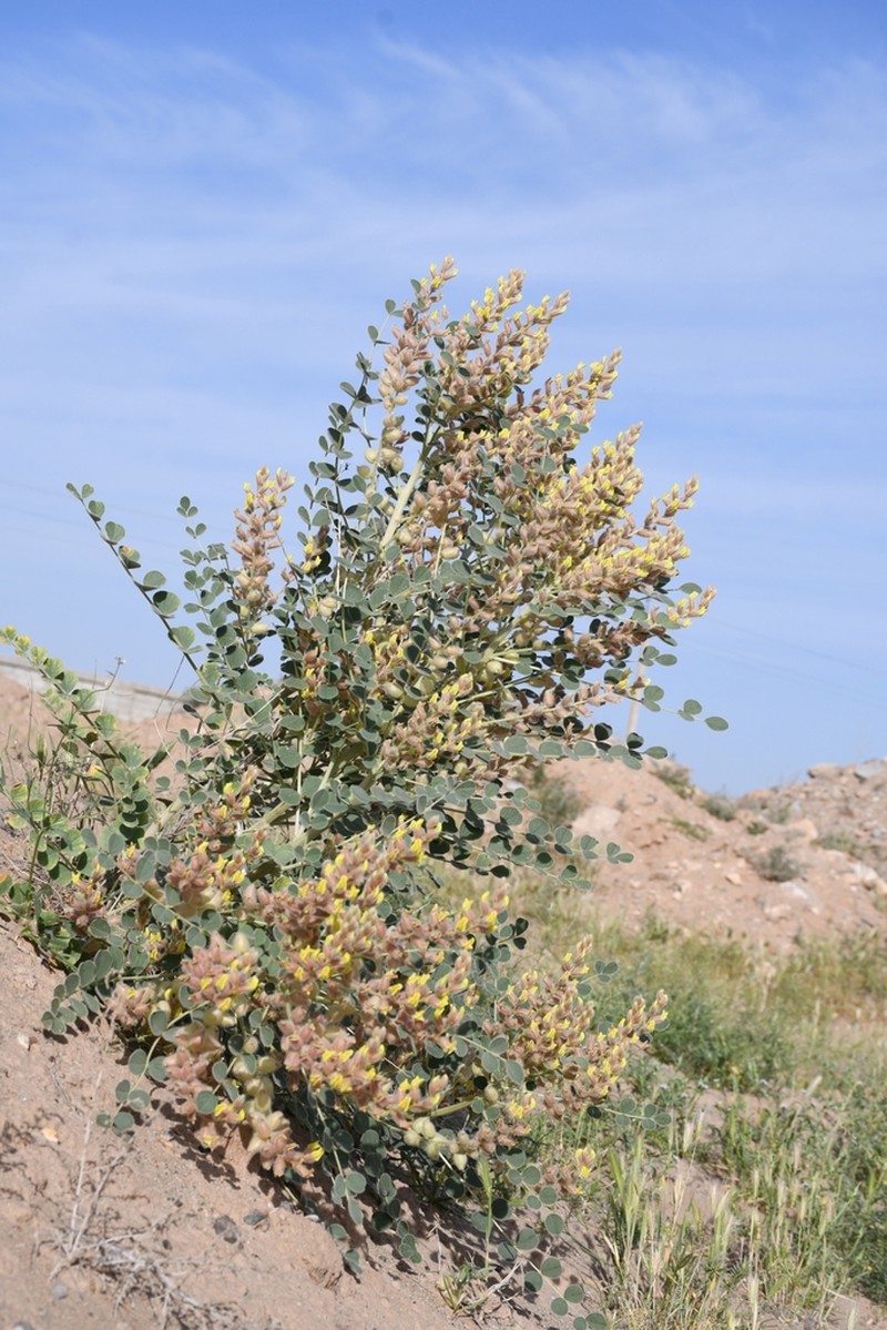 Astragalus lehmannianus