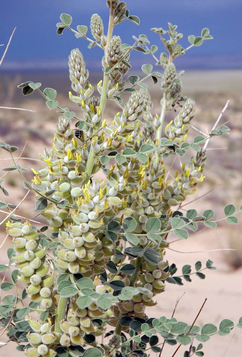 Astragalus lehmannianus photo 2