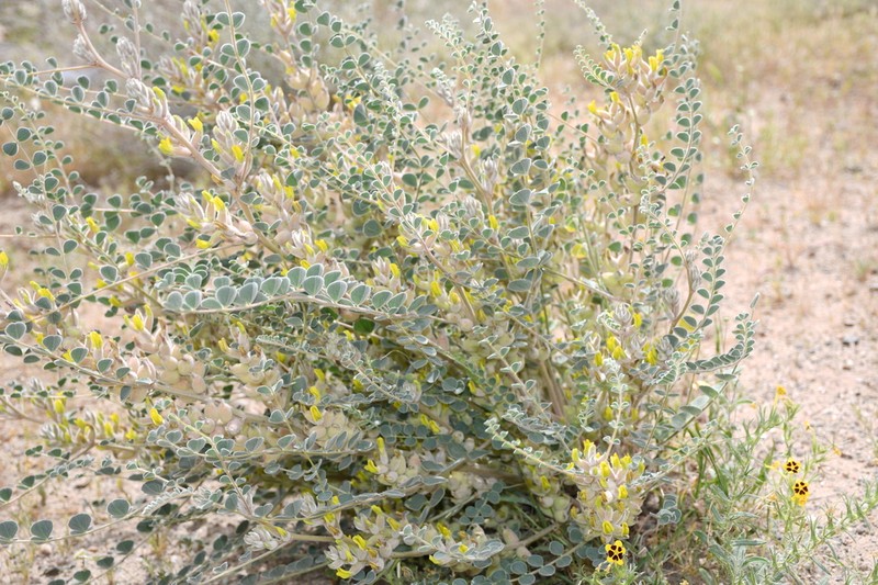 Astragalus lehmannianus photo 3