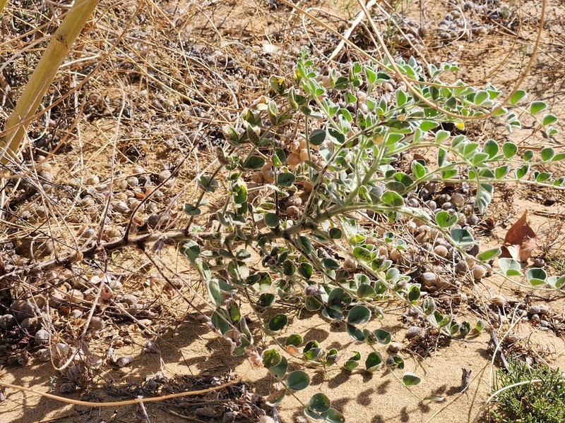Astragalus lehmannianus photo 4