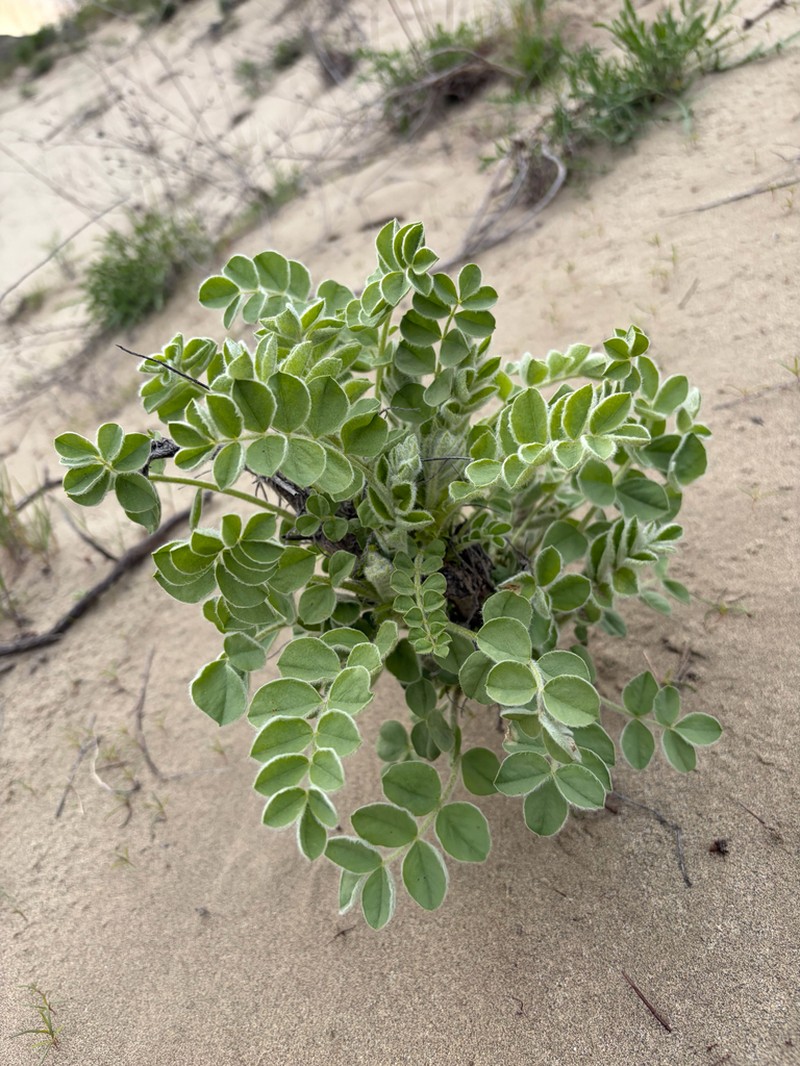 Astragalus lehmannianus photo 5
