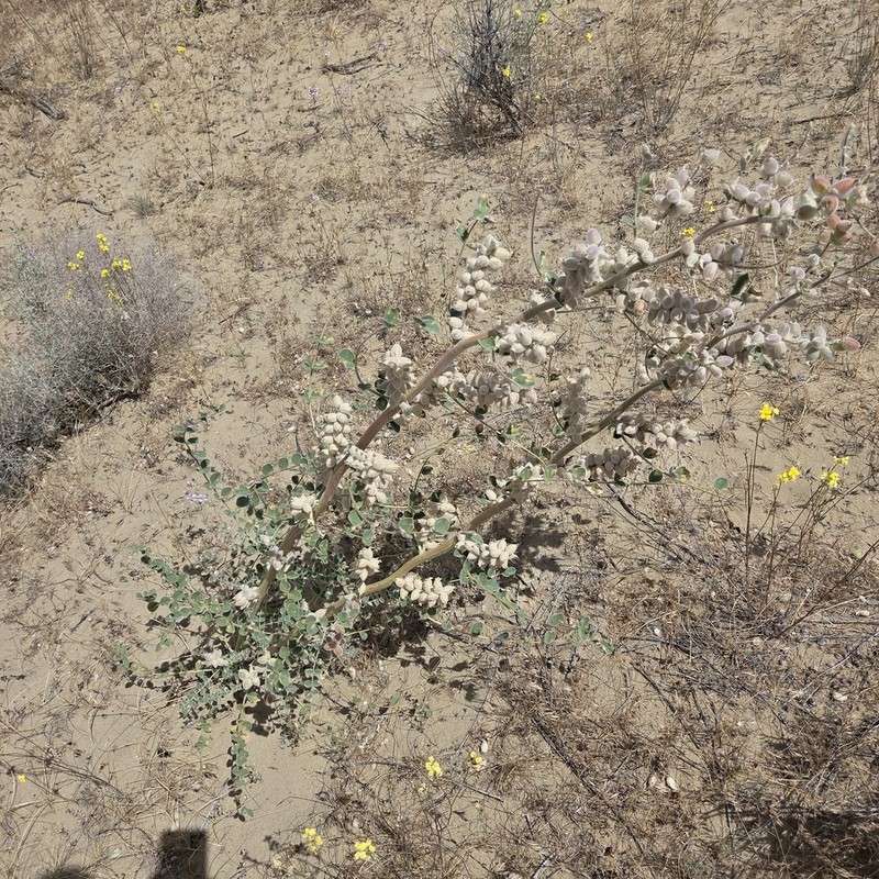 Astragalus lehmannianus photo 6