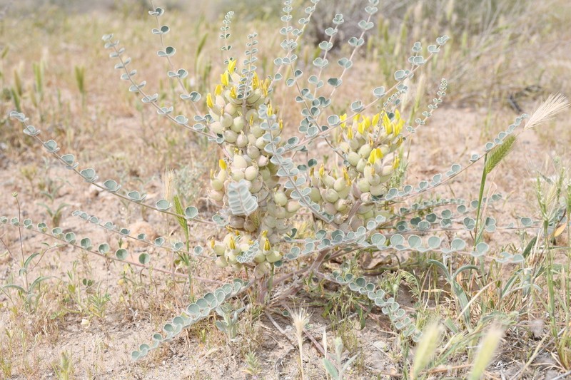 Astragalus lehmannianus photo 7