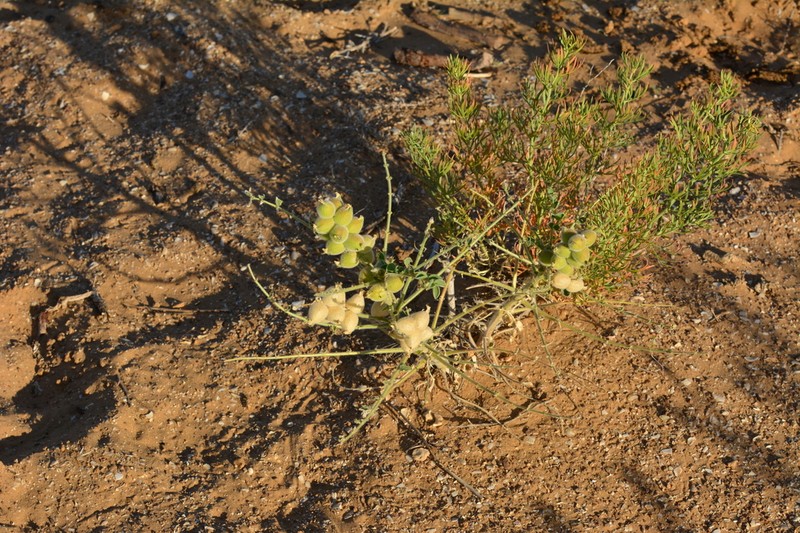 Astragalus lehmannianus photo 8
