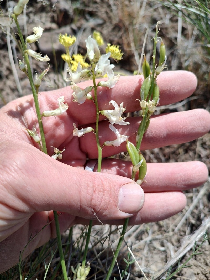 Leiberg's Milkvetch
