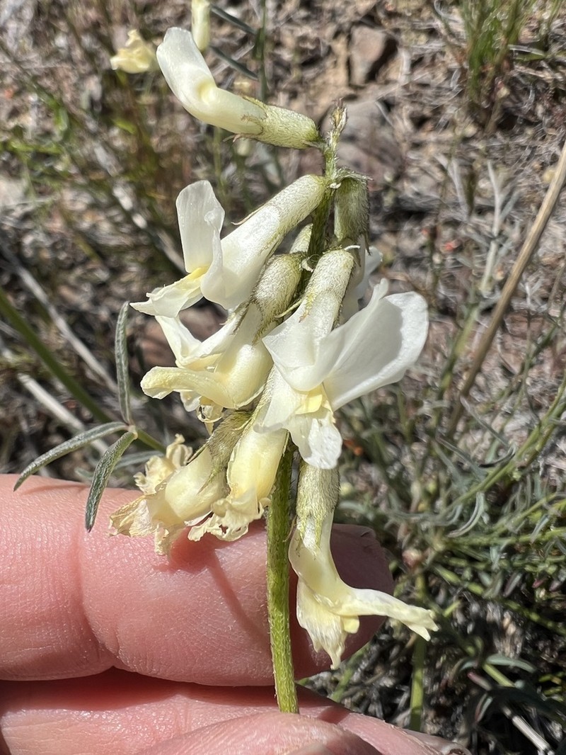 Leiberg's Milkvetch photo 2