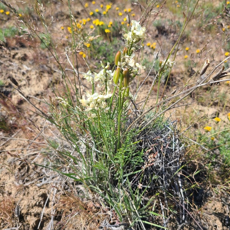 Leiberg's Milkvetch photo 3