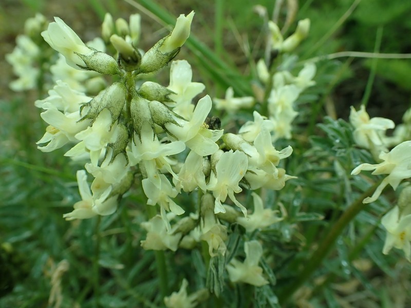 Leiberg's Milkvetch photo 4