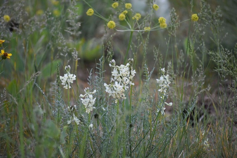 Leiberg's Milkvetch photo 5