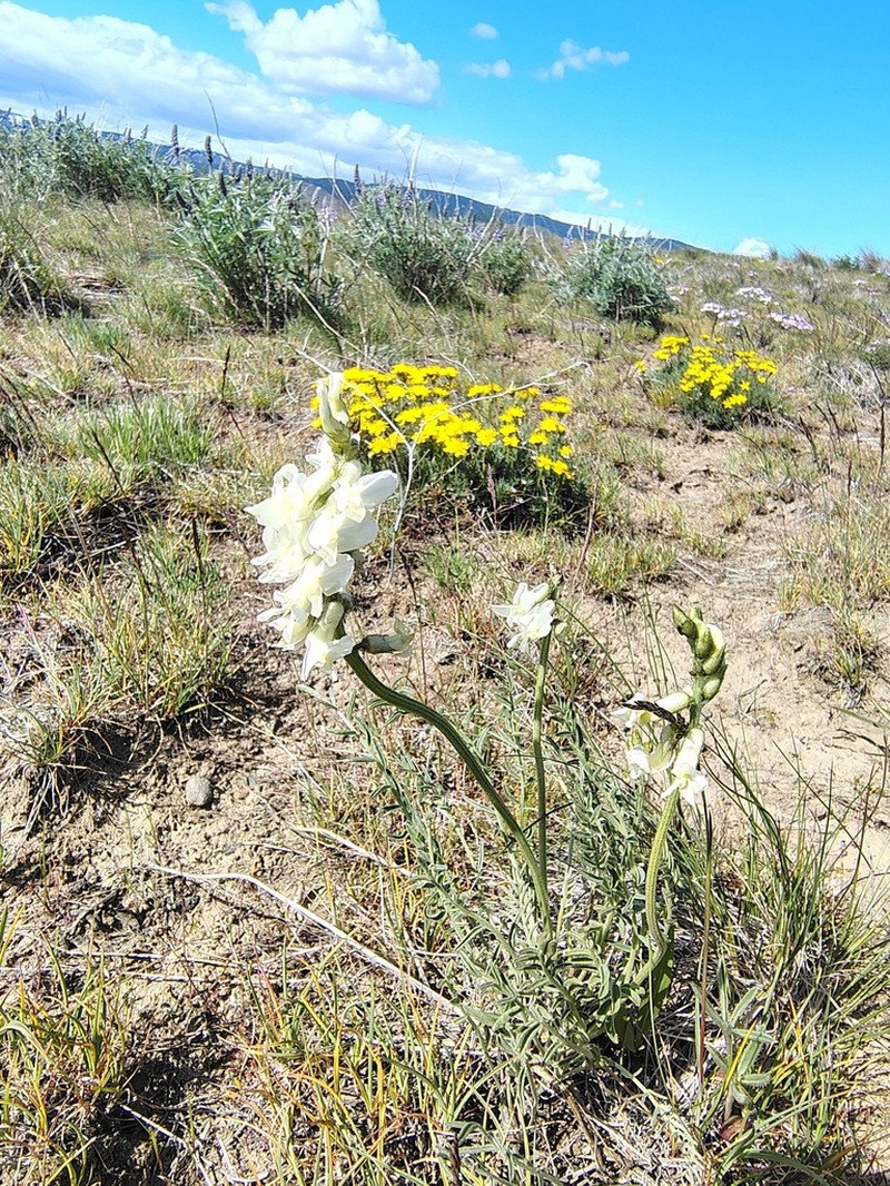 Leiberg's Milkvetch photo 6