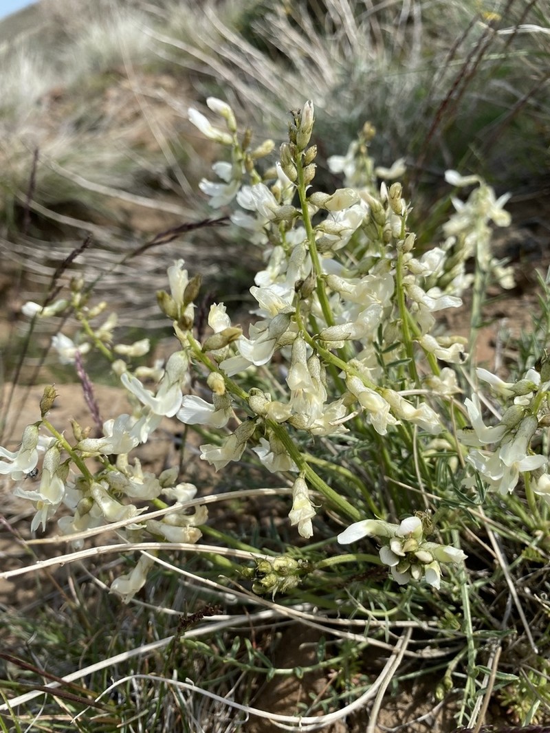Leiberg's Milkvetch photo 7