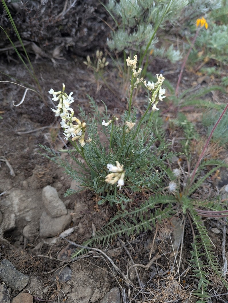 Leiberg's Milkvetch photo 8