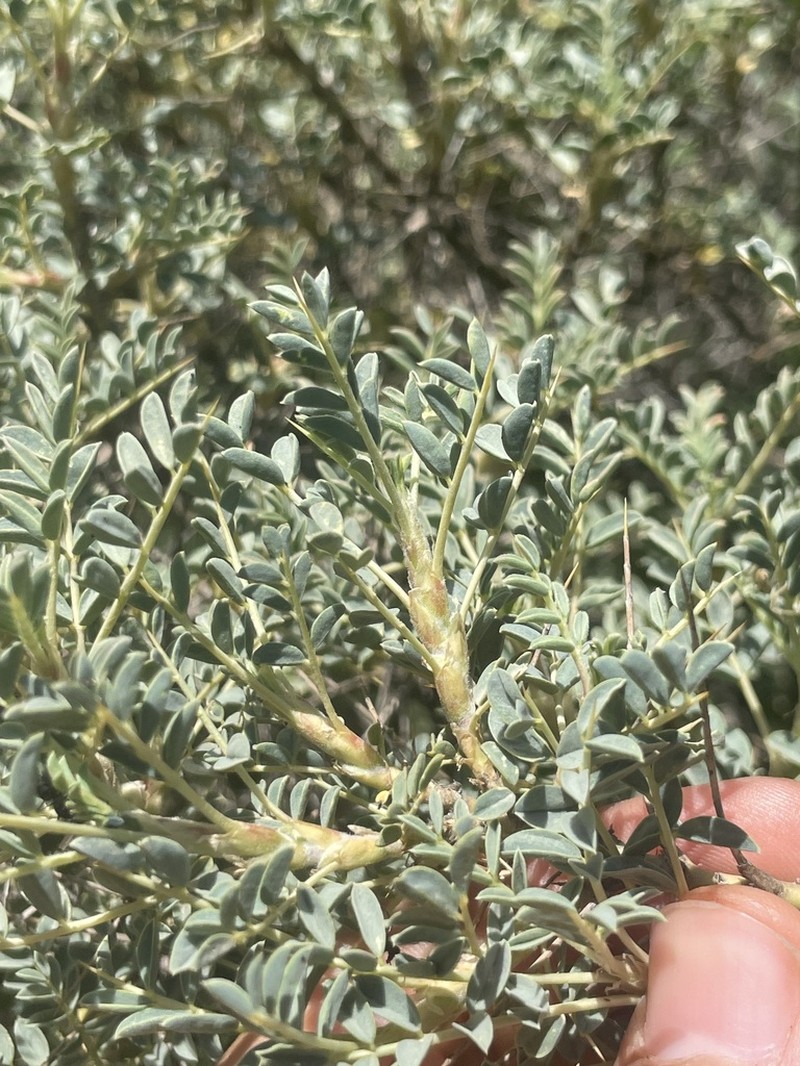 Astragalus leiophyllus