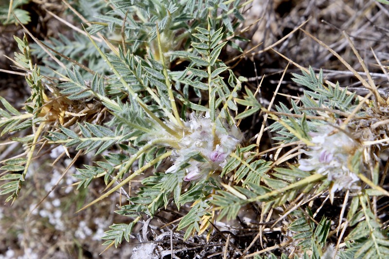 Astragalus leiosemius photo 2