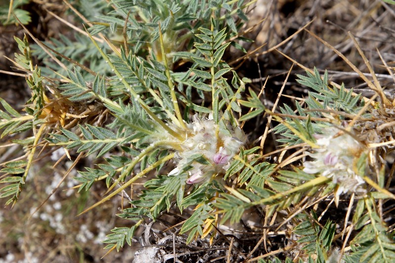 Astragalus leiosemius