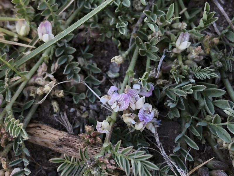 Lemmon's Milkvetch photo 2