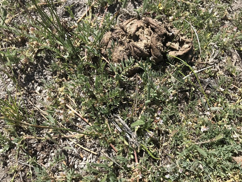 Lemmon's Milkvetch photo 3