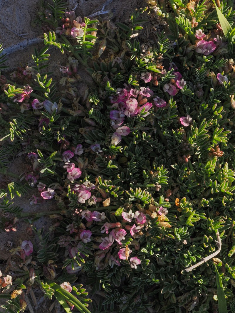 Lemmon's Milkvetch photo 4