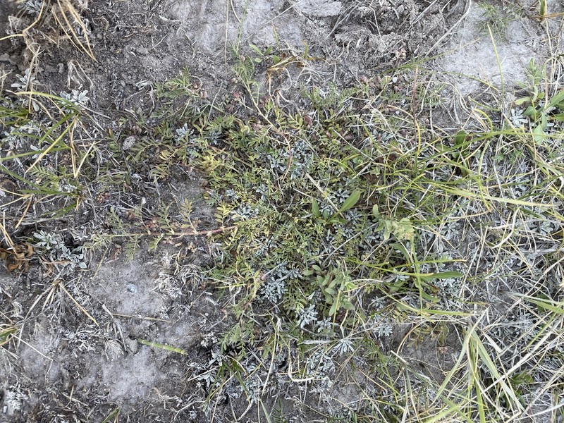 Lemmon's Milkvetch photo 5
