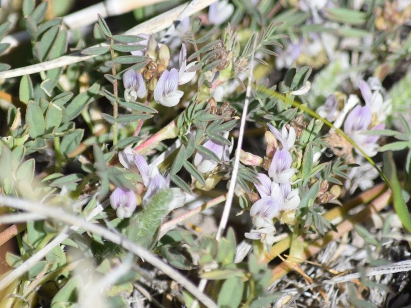 Lemmon's Milkvetch photo 6