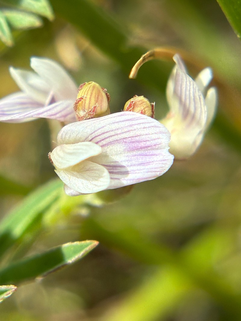 Lemmon's Milkvetch photo 7