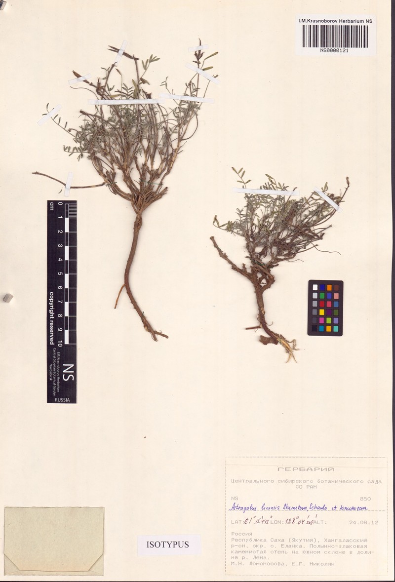 Astragalus lenensis