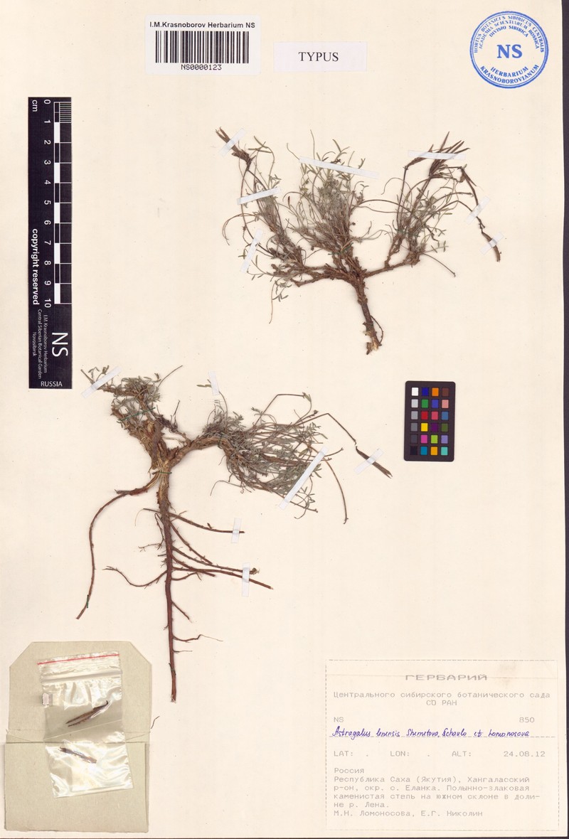 Astragalus lenensis photo 2